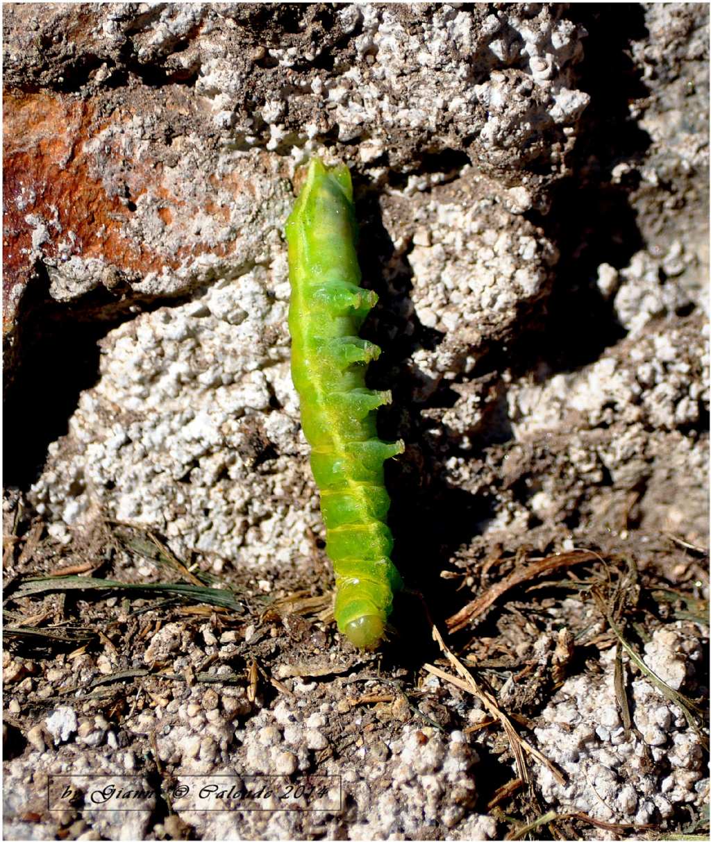 Quale Bruco? - cf. Phlogophora meticulosa